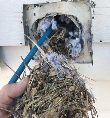 A hand pulls a large clump of dried grass, twigs, and lint from a circular wall vent with a blue rod, showing the need for expert dryer vent cleaning New Jersey to prevent blockages in your exhaust or dryer vents.
